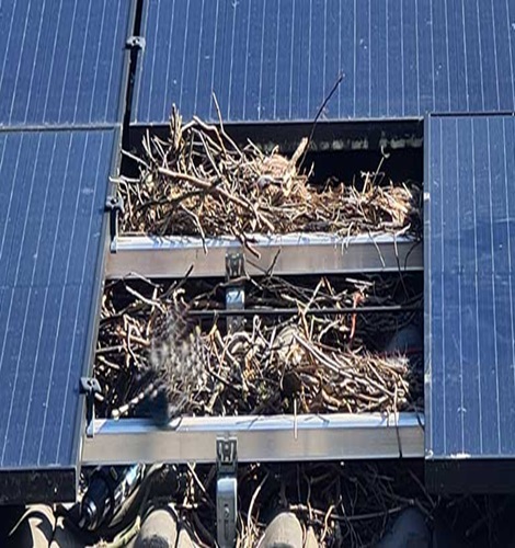 Vogelwering zonnepanelen-nest-MB Solar Montage