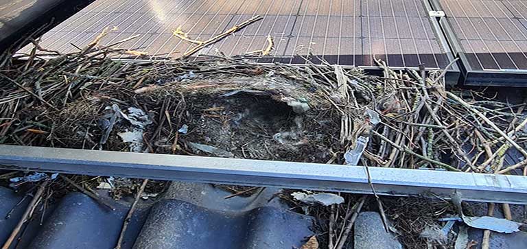 Vogelwering zonnepanelen-nest-galerij3-MB Solar Montage